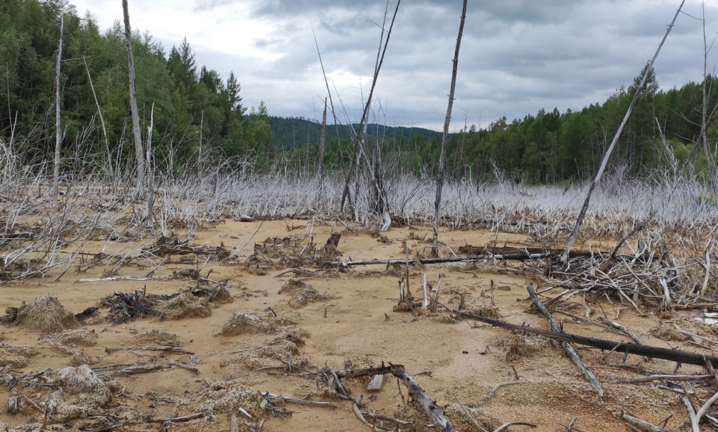 Экологический детокс: бактерии в Сибири чистят ядовитые отходы горнодобычи