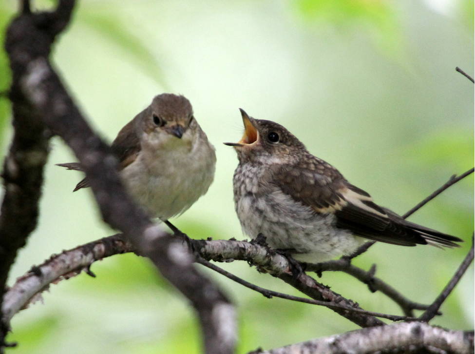 Ученые выяснят, как городская среда влияет на качество жизни птиц 