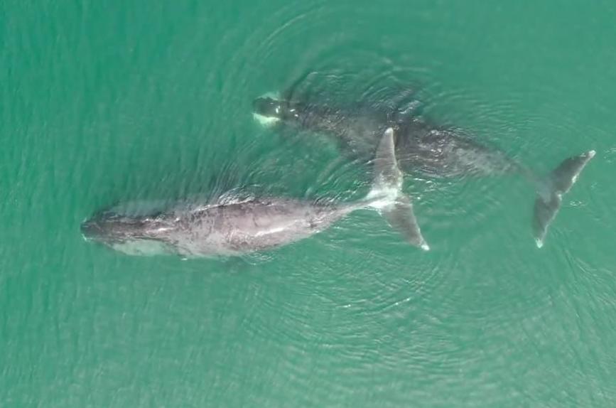 ТГУ с помощью ИИ исследует редких животных в заповедниках России