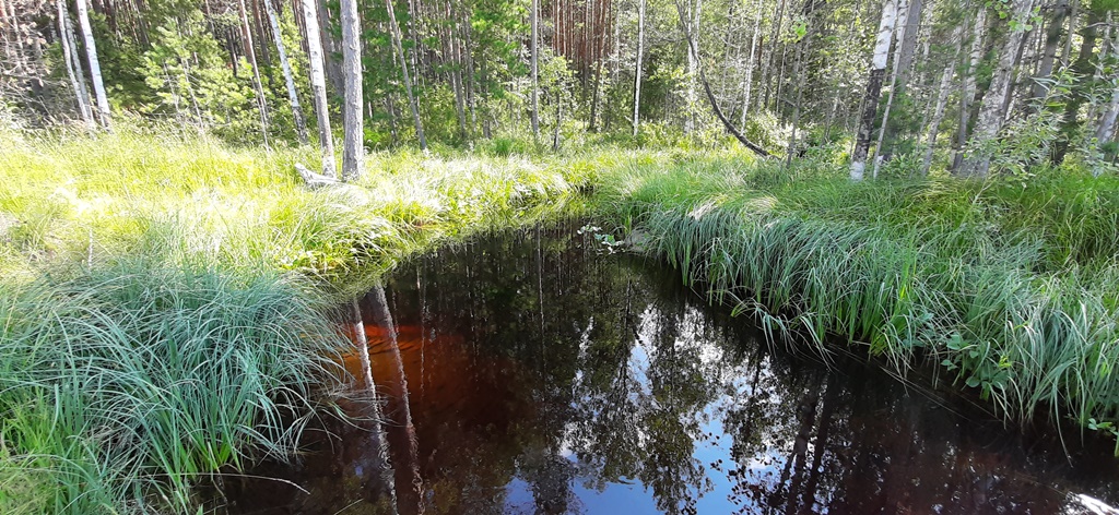 Малые реки Томской области содержат больше углерода, чем Обь и Лена 