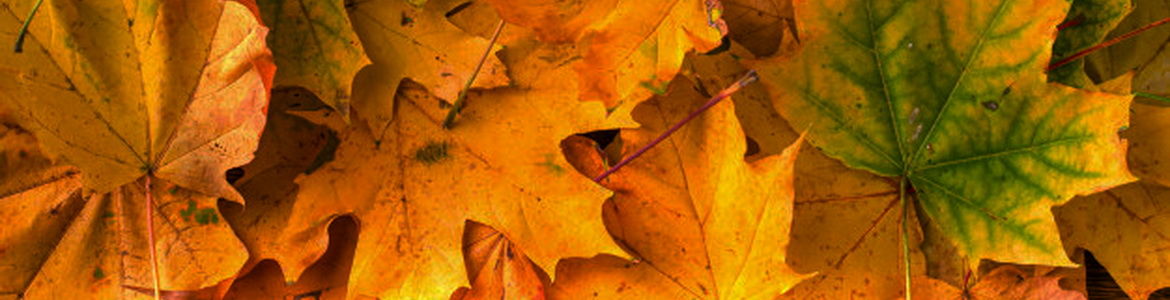 Благодарю: студенты и выпускники могут поблагодарить своих учителей