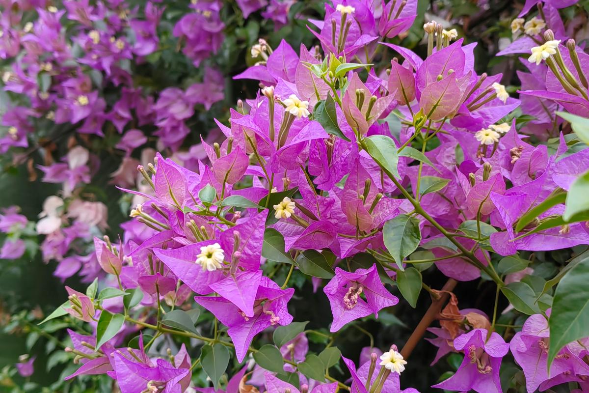 В Ботаническом саду ТГУ цветут «бумажные» цветы