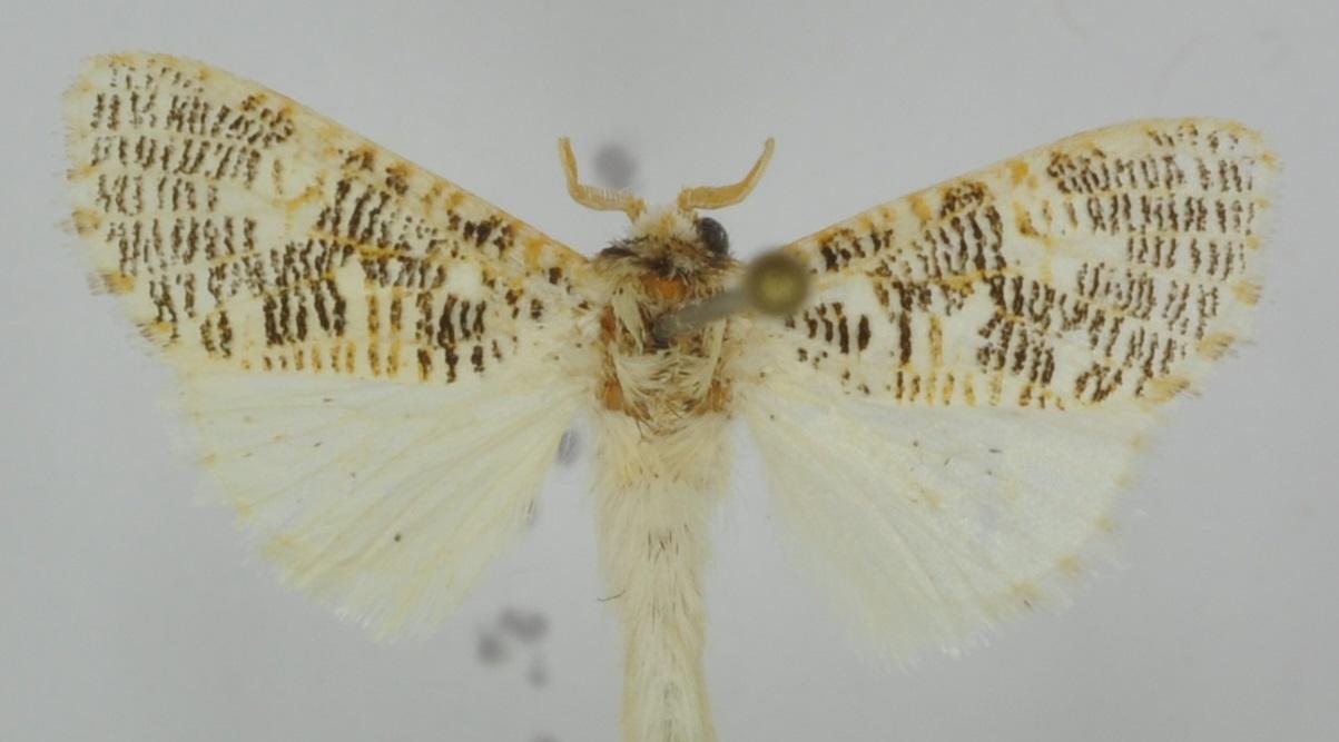 В честь профессора ТГУ Ф.Тарасенко назван новый вид тропических бабочек