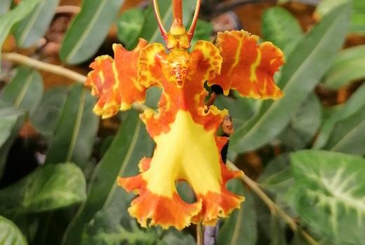 В Ботаническом саду ТГУ впервые зацвела орхидея-инопланетянин