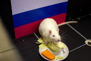 Предсказатель с капустой