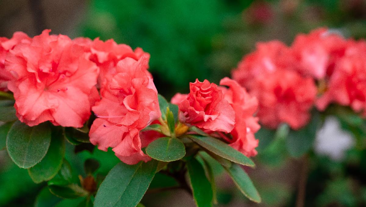 Ботсад ТГУ запатентовал 24 новых сорта цветочных и хвойных растений