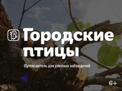 Приложение для iPad «Городские птицы», разработанное на факультете журналистики ТГУ, пол...