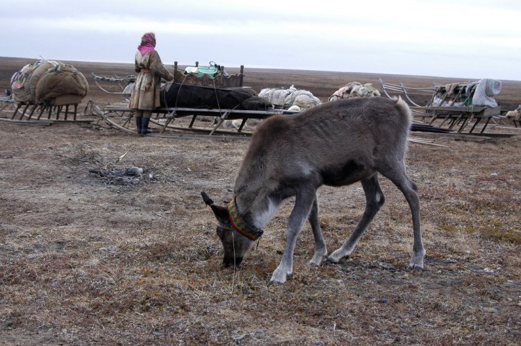 Как потепление сказывается на качестве жизни в российской Арктике