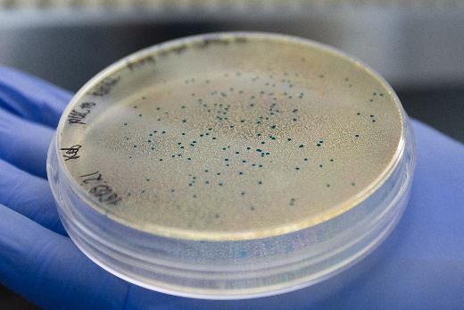Приоритет 2030: Изучение иммунной системы микробов поможет создать новые антибиотики