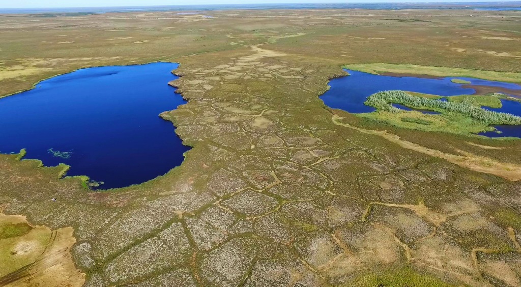 Ученые ТГУ выяснили, что станет с почвами мерзлых болот при потеплении