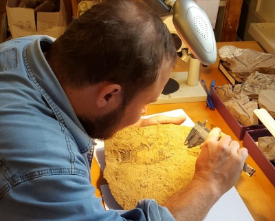 В палеонтологическом музее ТГУ хранятся уникальные образцы древних членистоногих 