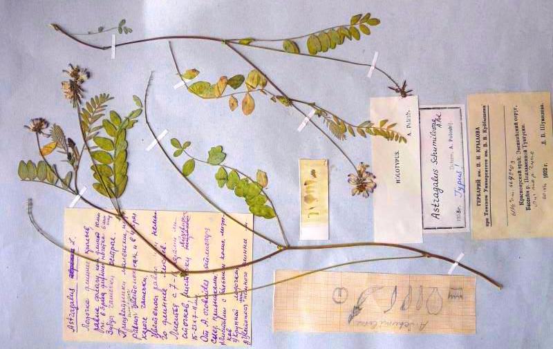 Типовые образцы растений из коллекции Гербария ТГУ увидит весь мир