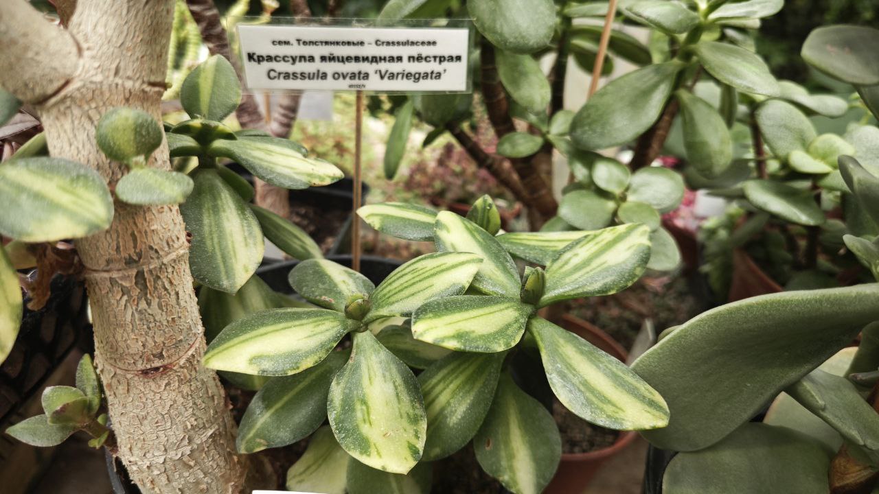 Ботсад ТГУ приглашает посмотреть обновленную экспозицию суккулентов