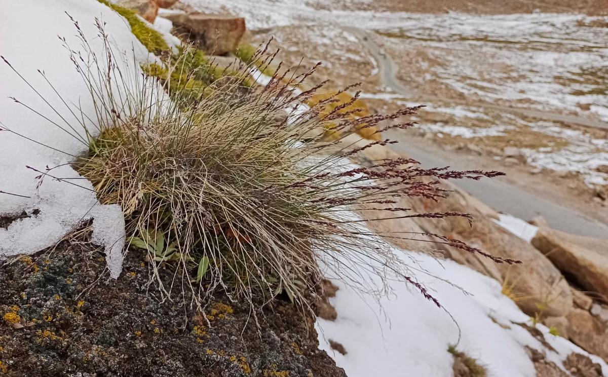 Ботаники ТГУ исследуют уникальную флору высокогорий Серединной Евразии