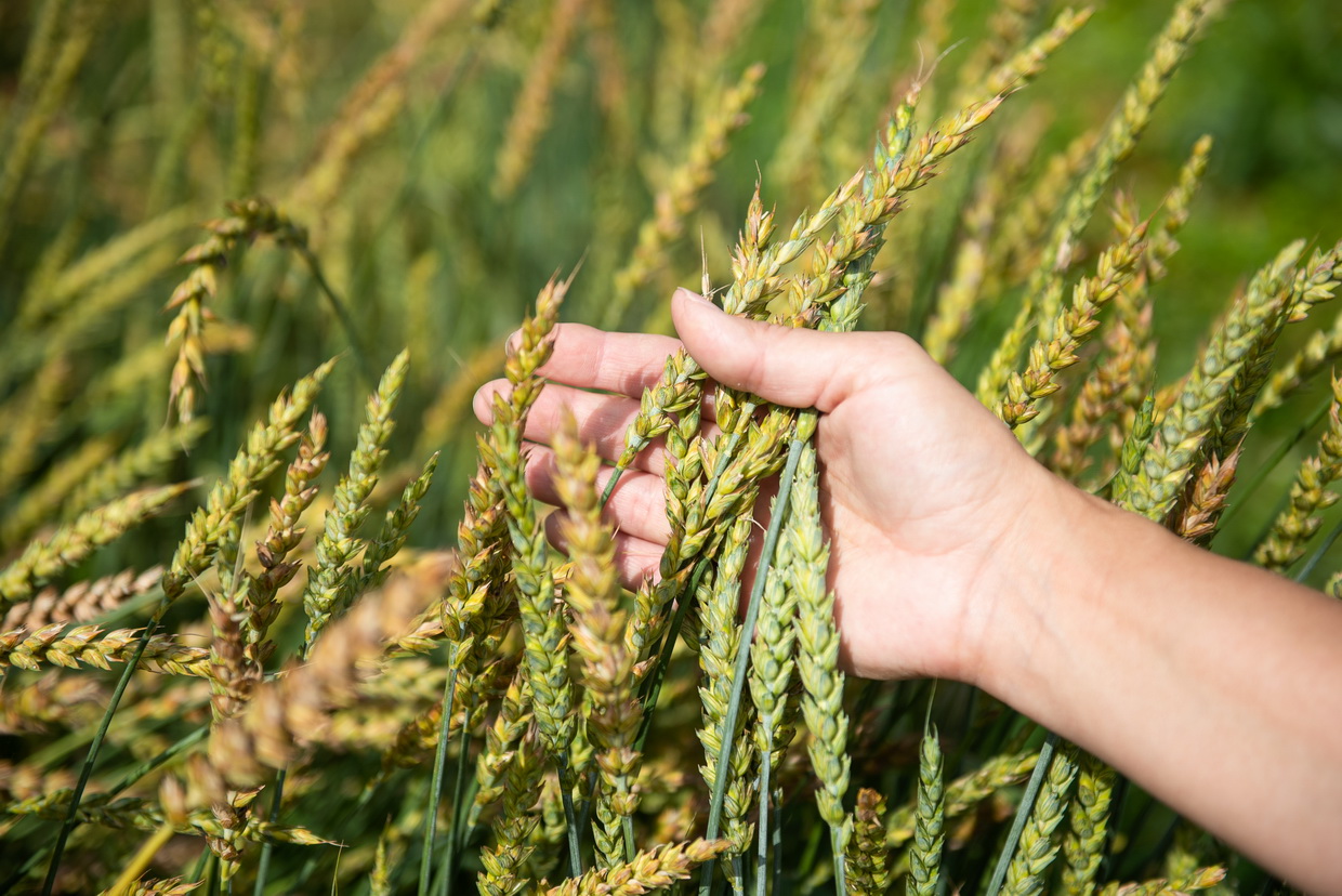 Учёные ТГУ с помощью экстрактов хвои повышают урожайность зерновых 