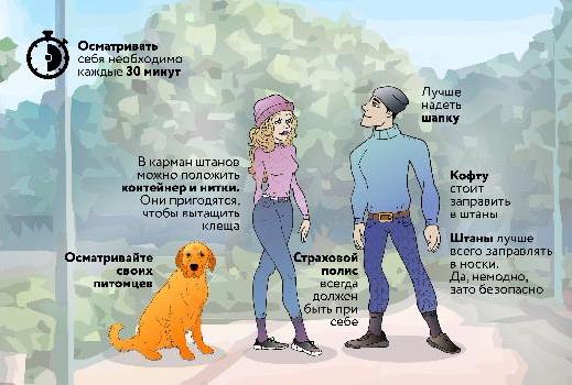 Луговой, таежный, Павловского: как перезимовали клещи в Томске