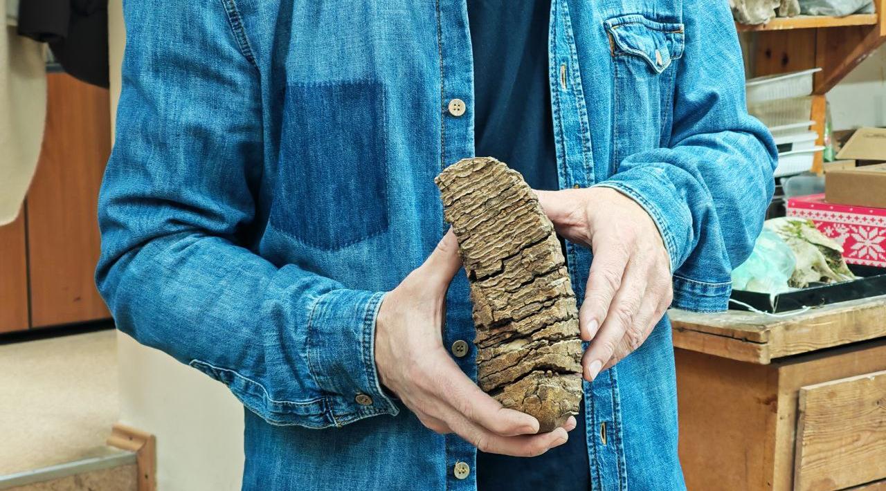 Учёный ТГУ: в зубах сибирских мамонтов нашли рекордное содержание азота