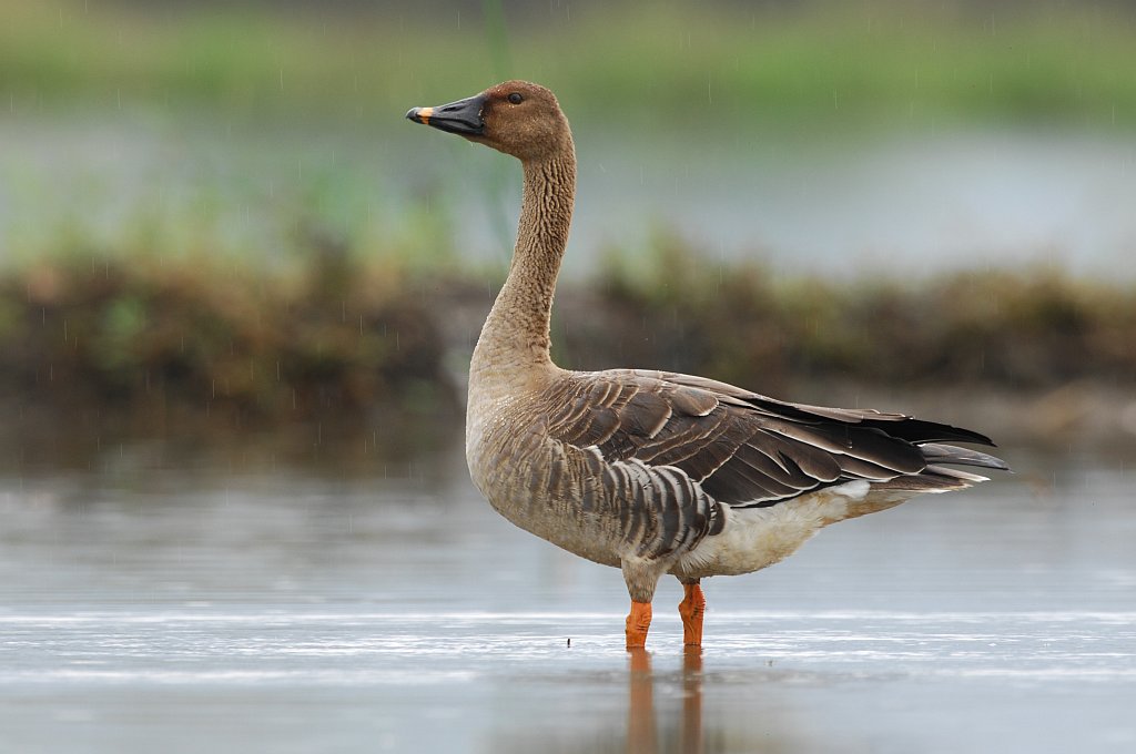 Зоологи обнаружили в Томской области редкий подвид гусей
