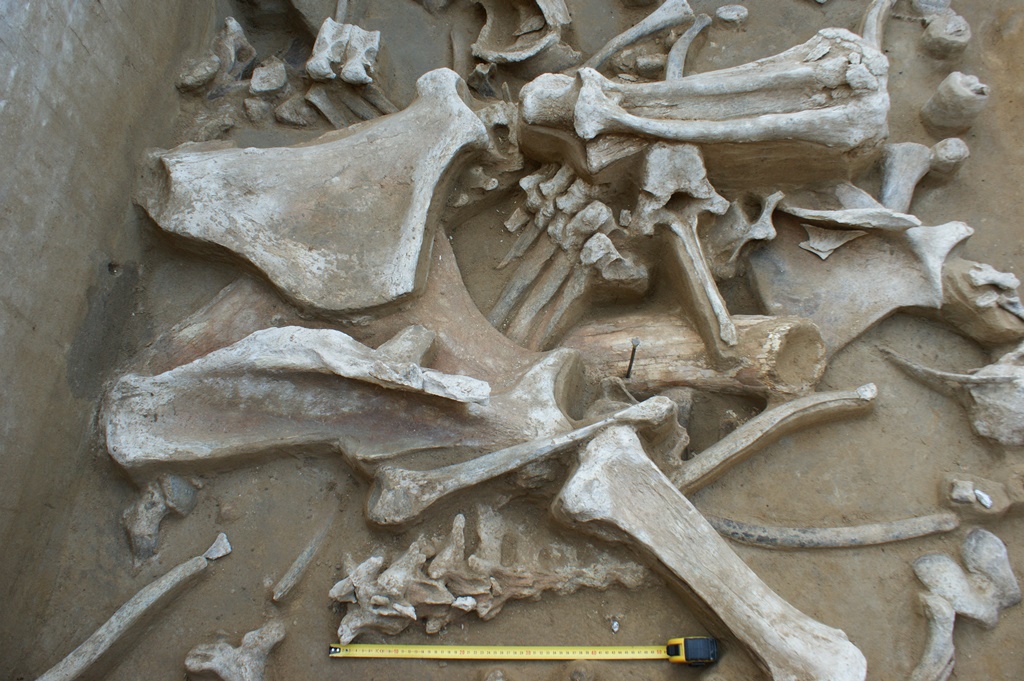 Палеонтологи ТГУ нашли рекордную концентрацию костей мамонтов в России