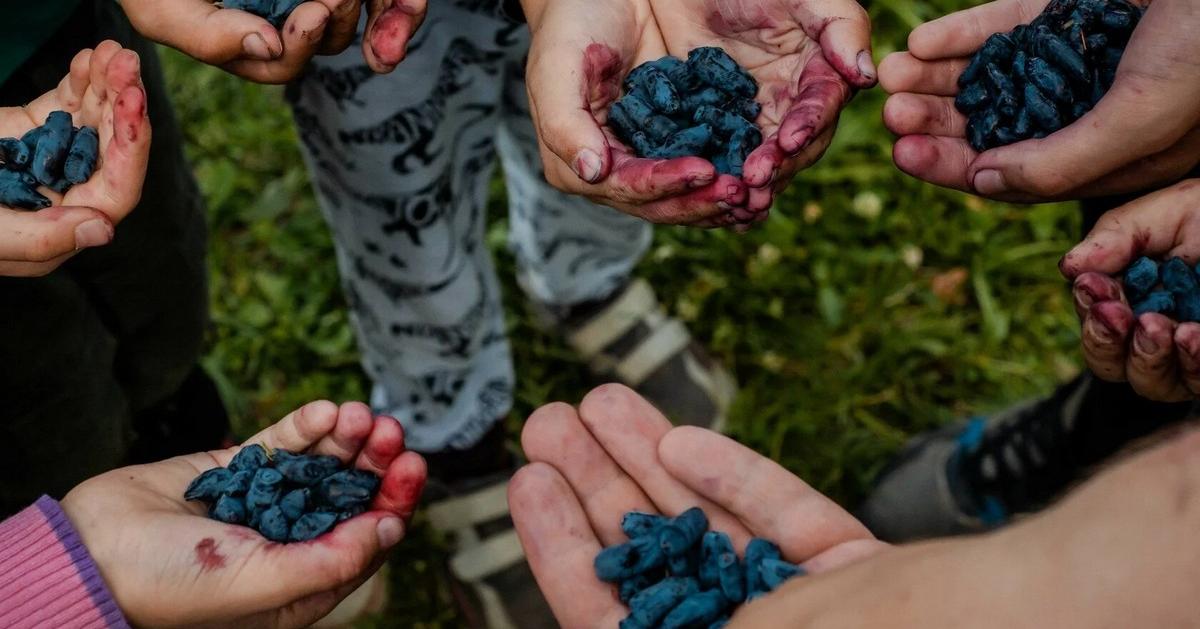 Ученые ТГУ и сотрудники «Северного сада» увеличили урожайность жимолости