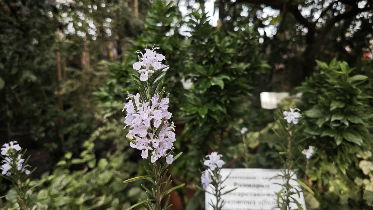 Эфирные масла розмарина, лаванды и пачули помогут побороть осеннюю хандру