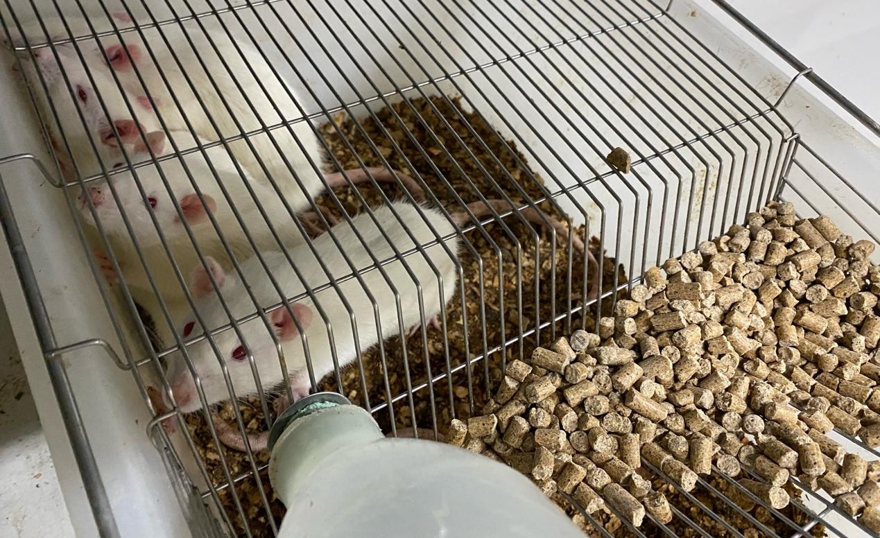 Регулярное плавание помогло крысам защитить легочные сосуды