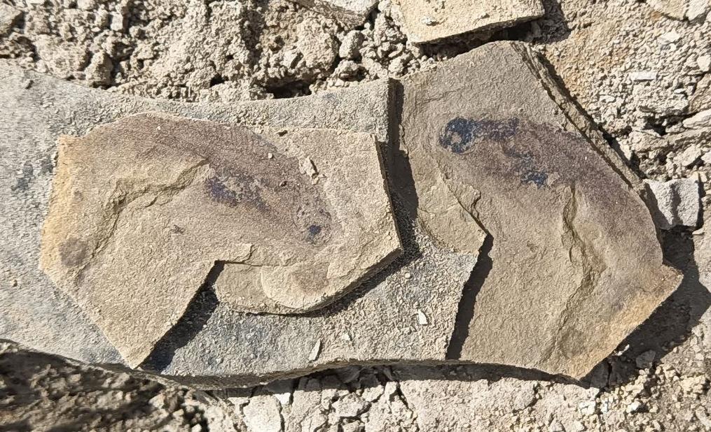 Рыбы и насекомые возрастом 180 млн лет: новые находки палеонтологов ТГУ