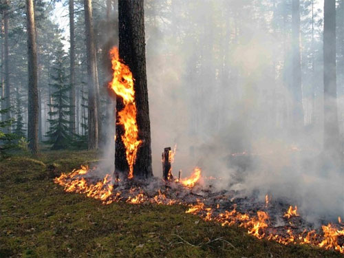 Эксперт ТГУ: на рубеже плейстоцена и голоцена в Сибири бушевали пожары