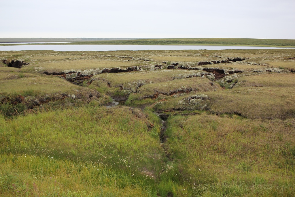 Увеличение глубины протаивания мерзлых болот ускорит позеленение Арктики
