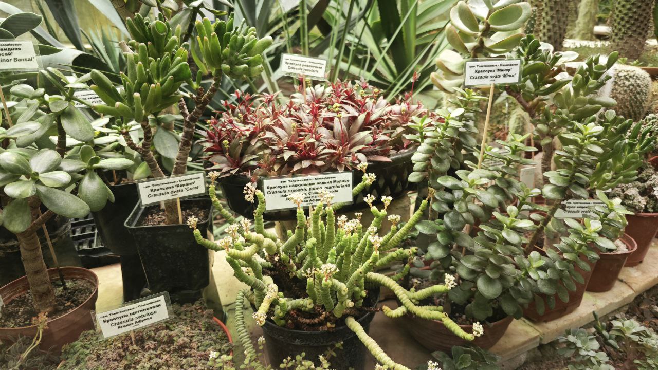 Ботсад ТГУ приглашает посмотреть обновленную экспозицию суккулентов