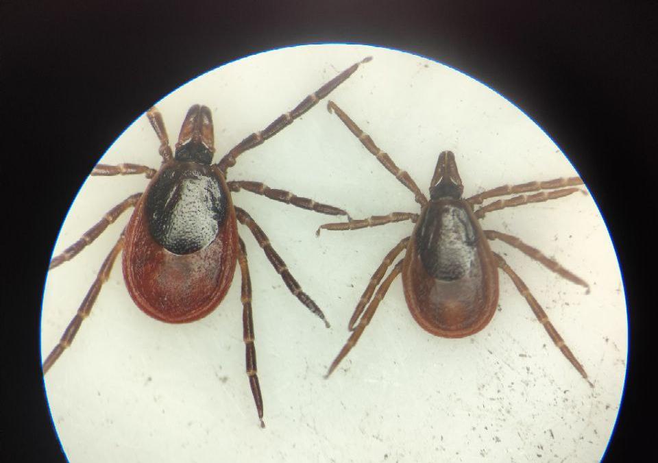 Интерактивная карта аспиранта ТГУ о клещах – лучшее техрешение года в регионе