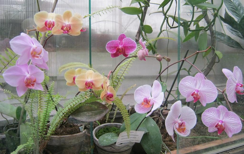 Учёные Ботсада ТГУ улучшат селекцию новых гибридных сортов орхидей