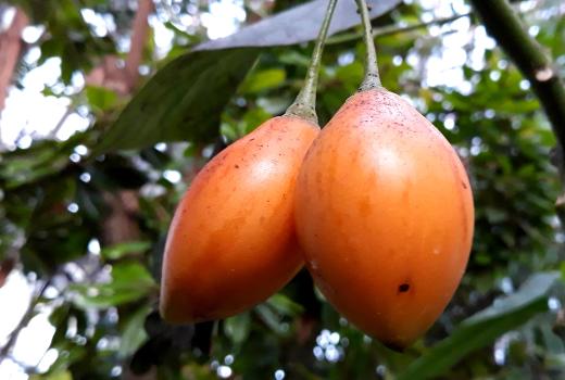 В Ботаническом саду ТГУ поспели райский банан и томатное дерево 