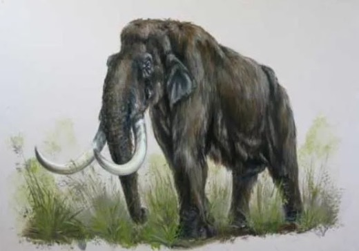 Древний слон помолодел: ученые ГГФ уточнили возраст находки из Асина