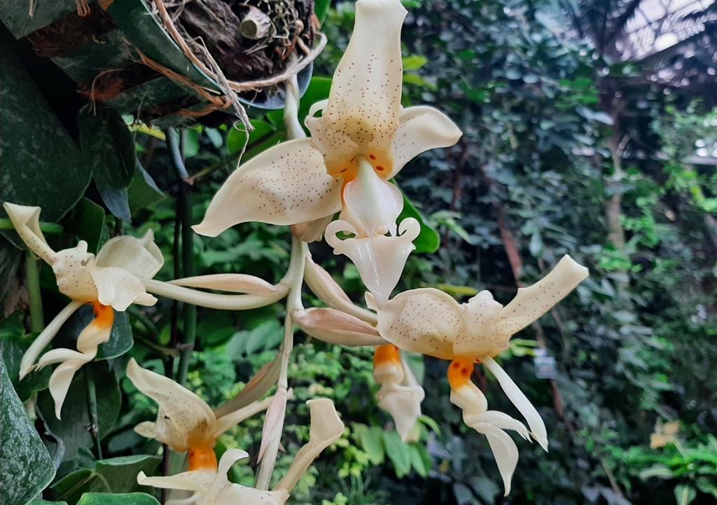 В Ботсаду ТГУ после длительного периода покоя зацвела редкая орхидея  