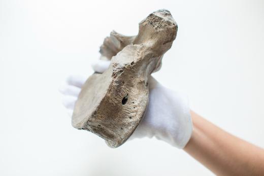 «Мона Лиза геоархеологии»: в ТГУ исследуют уникальный экспонат