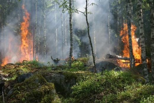 Ученые ММФ получили патент на «Дракона» для борьбы с лесными пожарами