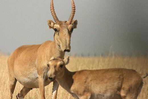 Палеонтологи ТГУ: древняя сайга сумела пережить ледниковый период
