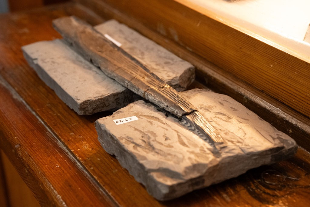 В музее ТГУ найден плавник акулы, жившей около 300 миллионов лет назад