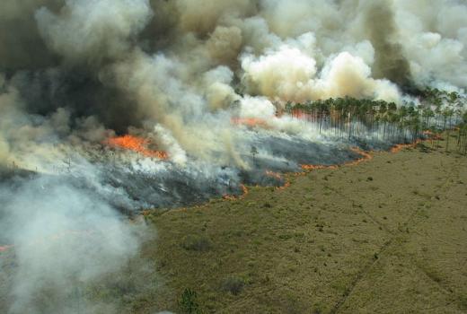 Учёные РФ и Франции выяснят, как пожары могут изменить экосистемы мира