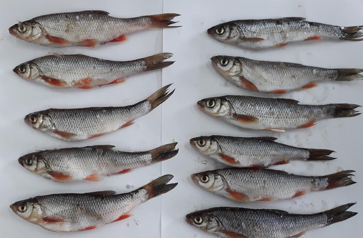 Учёные ТГУ оценят концентрацию микропластика в енисейской рыбе
