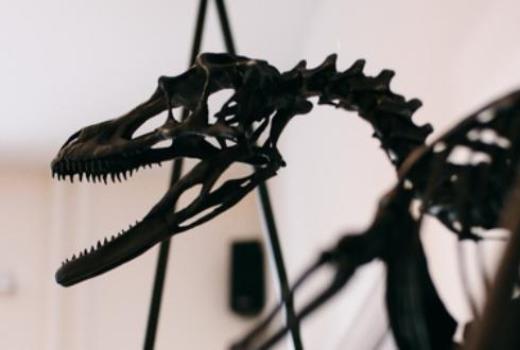 Студенты-палеонтологи будут изучать напечатанный в 3D скелет динозавра