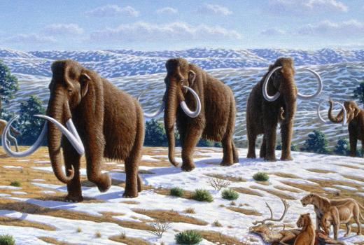 Палеонтологи выясняют, где мамонты переживали суровые периоды 