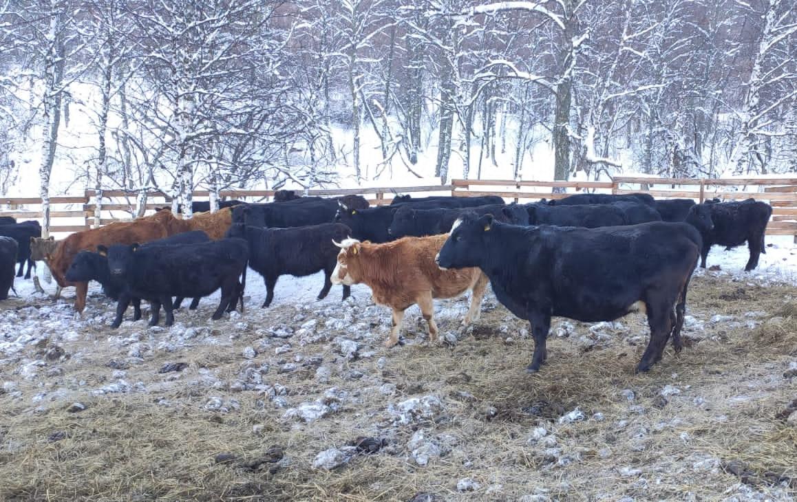 Ученые выяснили: крупные фермы стали очагом появления «супербактерий» 