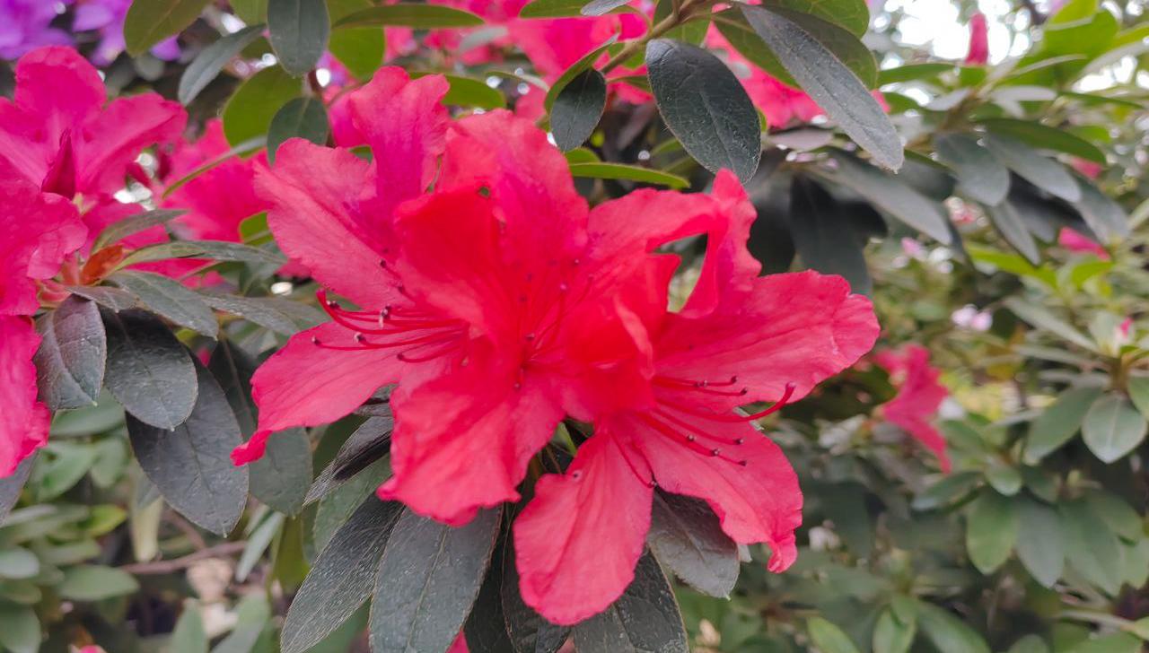 В Ботсаду ТГУ зацвела одна из крупнейших в России коллекция азалий