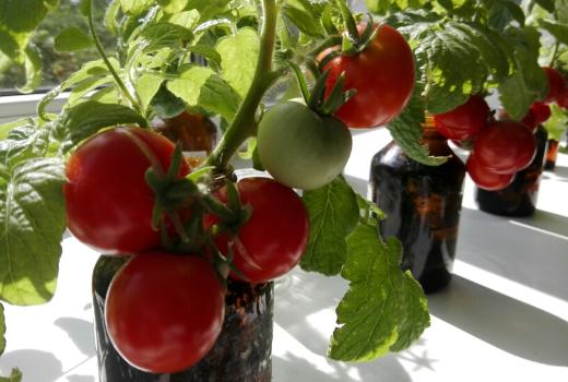 Универсальный раствор поможет выращивать томаты на севере и в Арктике
