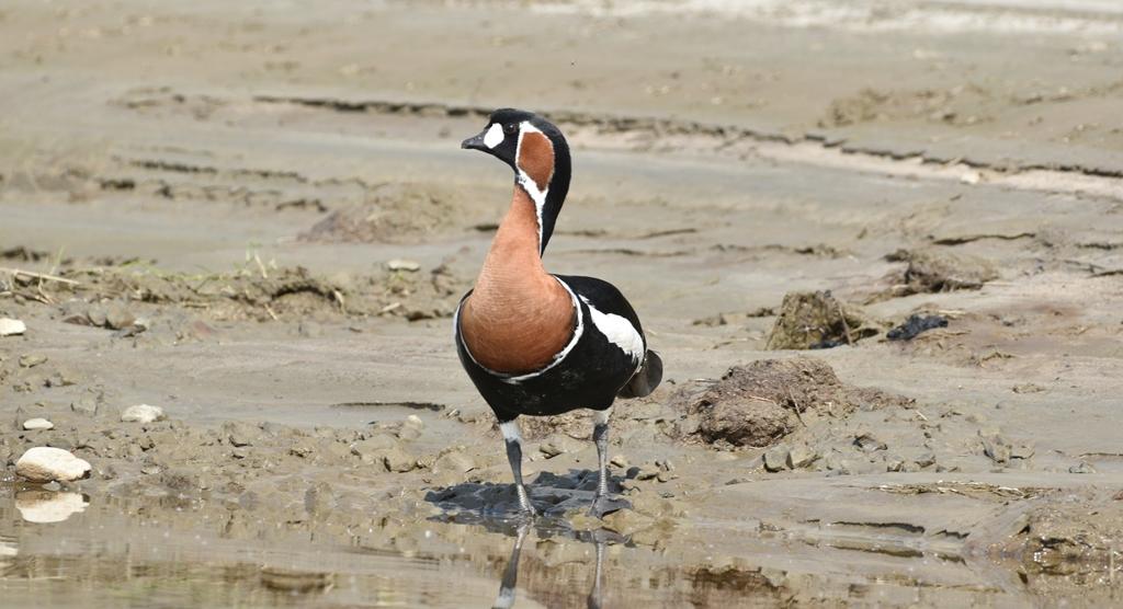 Исследования учёных ТГУ помогут сохранить редких птиц в Сибири и Арктике