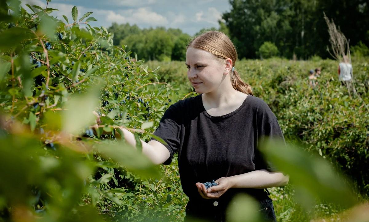 Ученые ТГУ и сотрудники «Северного сада» увеличили урожайность жимолости