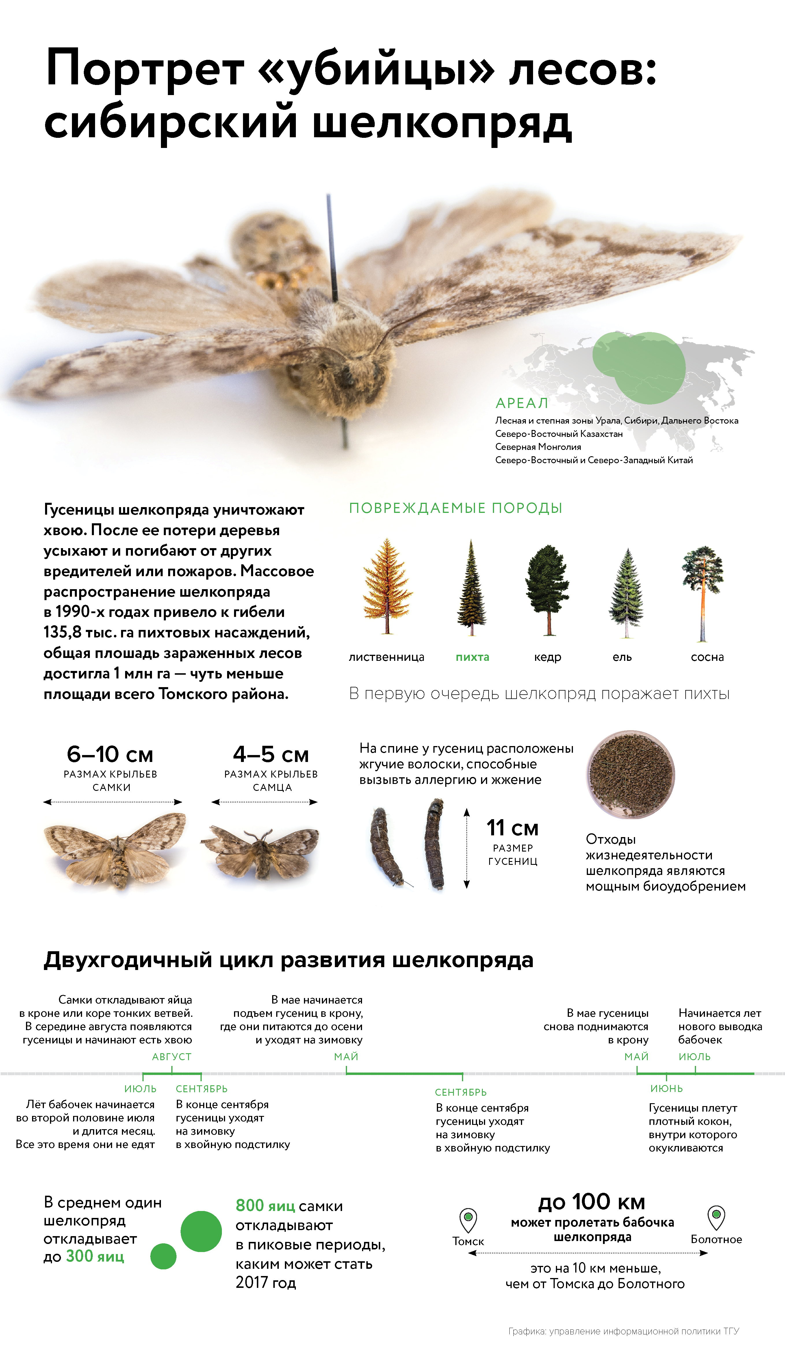 Сибирский шелкопряд