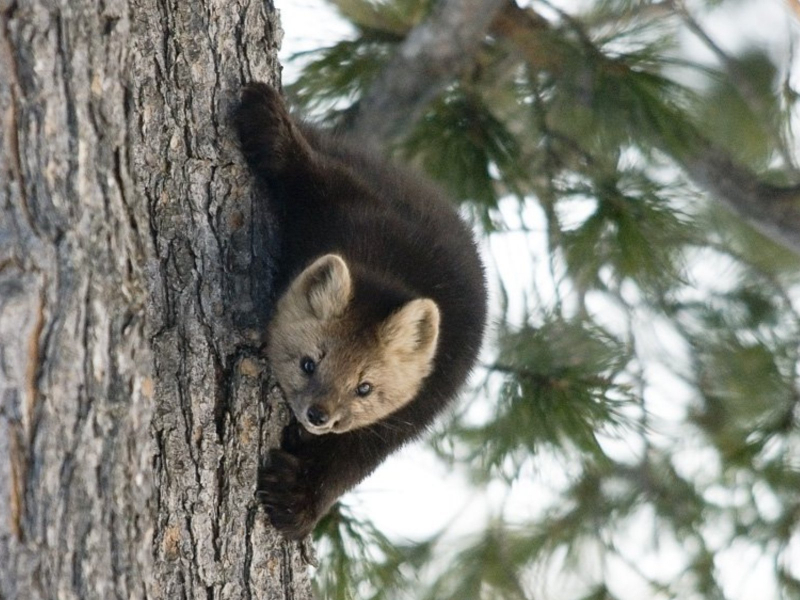 Соболь kartinki24_ru_animals_231_800x600.jpg